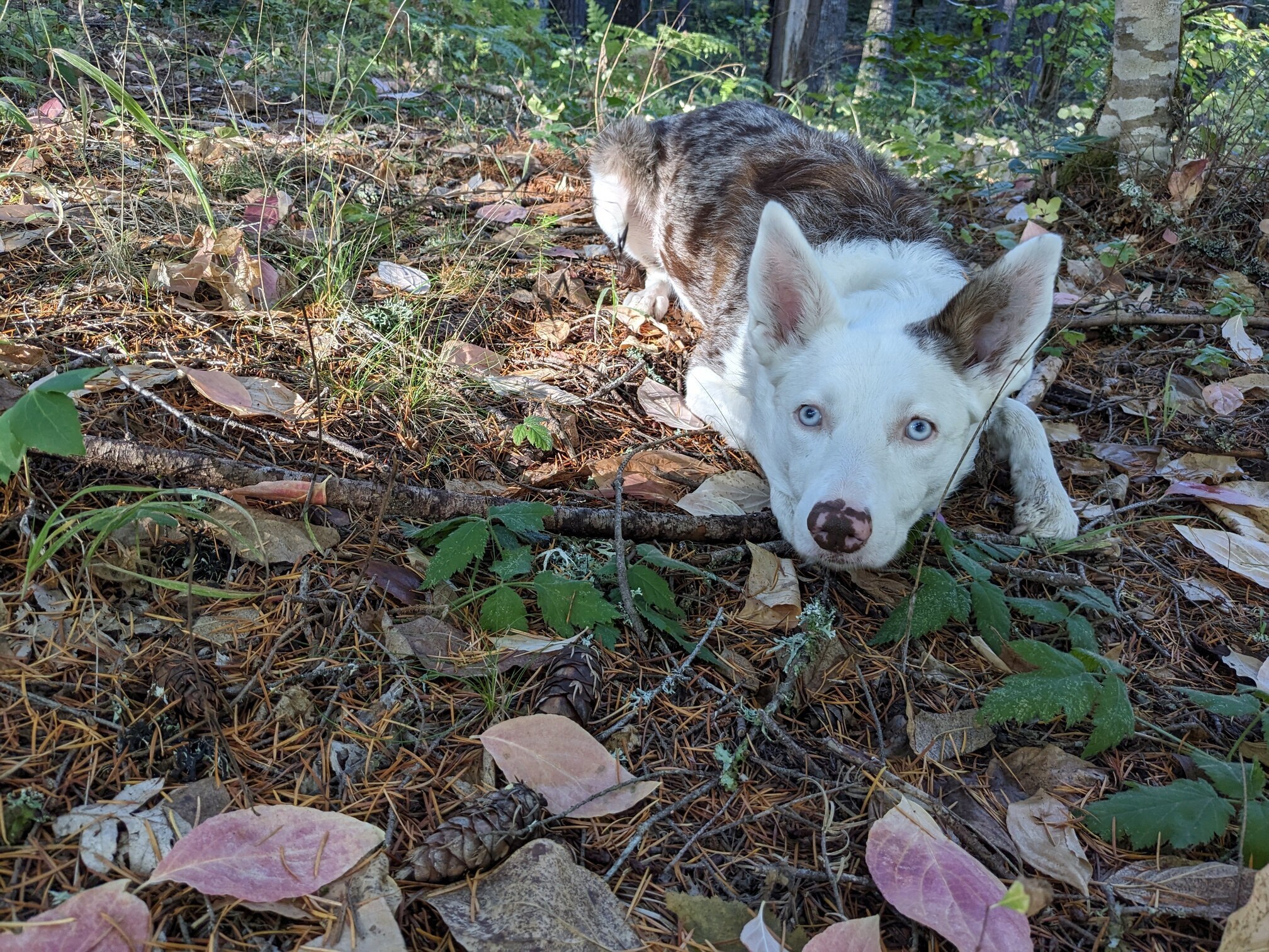 Lark in Woods